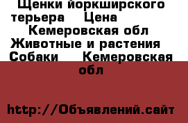 Щенки йоркширского терьера  › Цена ­ 13 000 - Кемеровская обл. Животные и растения » Собаки   . Кемеровская обл.